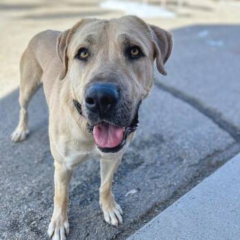 Rescue Anatolian Shepherd Dogs for Adoption in San Tan Valley, Arizona - CALIFORNIA, MAMMOTH LAKES; "DOC" | PetCurious
