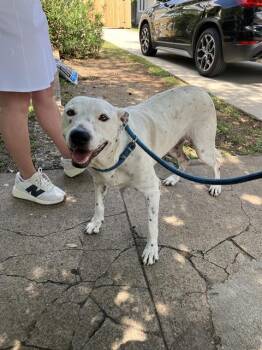 Mixed Breed Dogs Available for Adoption in Dallas, Texas - (M.J.) MARY JOSEPHINE | PetCurious