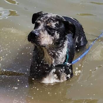 Fez -  Catahoula Leopard Dog and Terrier Dog for Adoption in Little Rock, Arkansas - Fez | PetCurious