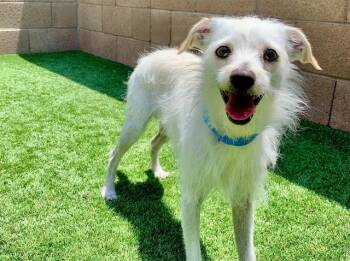 SAVE ME PLEASE NED IDA551137 -  Wire Fox Terrier and Maltese Dog for Adoption in San Marcos, California - SAVE ME PLEASE NED IDA551137 | PetCurious