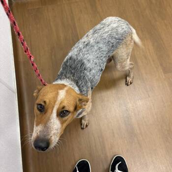 Molly Weasley -  Cattle Dog and Shepherd Dog for Adoption in Beaumont, Texas - Molly Weasley | PetCurious