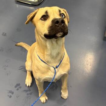 King -  Husky and Pit Bull Terrier Dog for Adoption in Greensboro, North Carolina - King | PetCurious