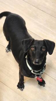Dachshund Dogs Available for Adoption in San Diego, California - Layla- Dachshund | PetCurious