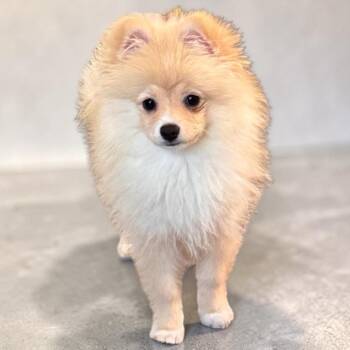 Mitzi-Tiny Pom Puppy! -  Pomeranian Dog for Adoption in Fort Myers, Florida - Mitzi-Tiny Pom Puppy! | PetCurious
