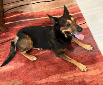 Maggie -  German Shepherd Dog Dog for Adoption in Temple, Texas - Maggie | PetCurious