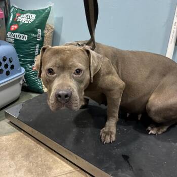 Gracie -  Mixed Breed Dog for Adoption in Chattanooga, Tennessee - Gracie | PetCurious