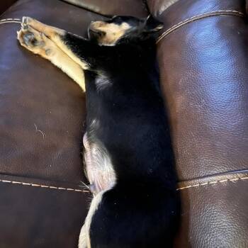 Rottweiler and Mixed Breed Dogs Available for Adoption - Elliot | PetCurious