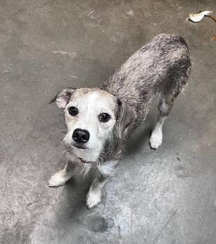 Sue -  Terrier Dog for Adoption in Council Bluffs, Iowa - Sue | PetCurious