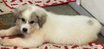 Columbine -  Great Pyrenees Dog for Adoption in Larkspur, Colorado - Columbine | PetCurious