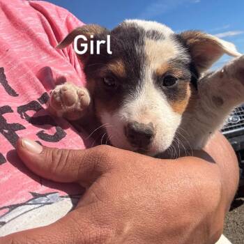 Whisk -  Cattle Dog Dog for Adoption in Tacoma, Washington - Whisk | PetCurious