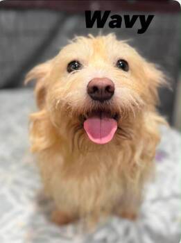 Wavy -  Terrier and Mixed Breed Dog for Adoption in Severance, Colorado - Wavy | PetCurious