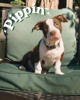 PIPPIN* -  Staffordshire Bull Terrier and Mixed Breed Dog for Adoption in Santa Cruz, California - PIPPIN* | PetCurious