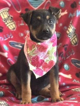 German Shepherd Dog and Mixed Breed Dogs Available for Adoption in Morristown, New Jersey - Green | PetCurious