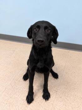 Gurl -  Labrador Retriever Dog for Adoption in Gulfport, Mississippi - Gurl | PetCurious