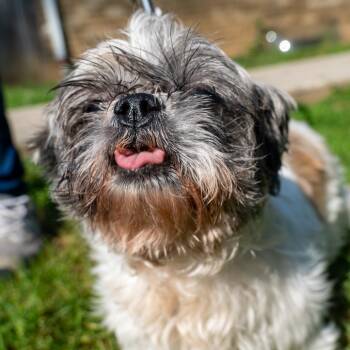 Munchkin -  Shih Tzu Dog for Adoption in Baltimore, Maryland - Munchkin | PetCurious