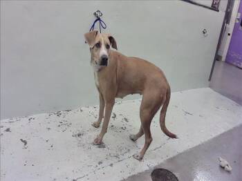 Rescue Labrador Retriever and Staffordshire Bull Terrier Dogs for Adoption in Houston, Texas - SUMMER | PetCurious