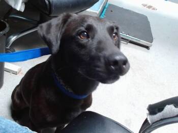 SOY BEAN -  Labrador Retriever and Mixed Breed Dog for Adoption in Albuquerque, New Mexico - SOY BEAN | PetCurious
