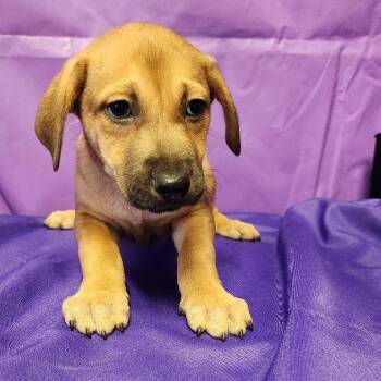 Mixed Breed Dogs Available for Adoption - Taika | PetCurious