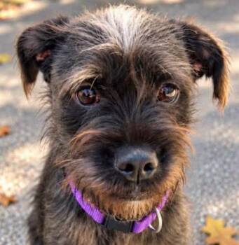 Isadora (AO37735) -  Wirehaired Terrier Dog for Adoption in Kansas City, Kansas - Isadora (AO37735) | PetCurious