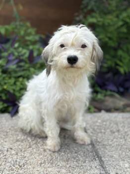 Terrier Dogs Available for Adoption in Helotes, Texas - Lola | PetCurious