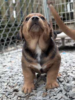 Beagle and Jack Russell Terrier Dogs Available for Adoption in Millerstown, Pennsylvania - BLACK OLIVE-R | PetCurious