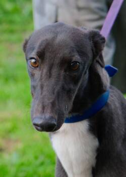 Thui -  Greyhound Dog for Adoption in Livonia, Michigan - Thui | PetCurious