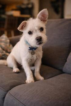 Terrier Dogs Available for Adoption - Taylor | PetCurious