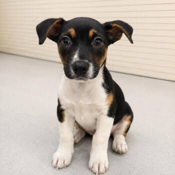 Terrier Dogs Available for Adoption in La Grange, Kentucky - JUNIPER | PetCurious