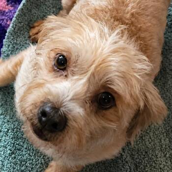 Lumi LB -  Poodle Dog for Adoption in Austin, Texas - Lumi LB | PetCurious