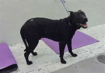 Staffordshire Bull Terrier and Mixed Breed Dogs Available for Adoption in Houston, Texas - ROSTY | PetCurious