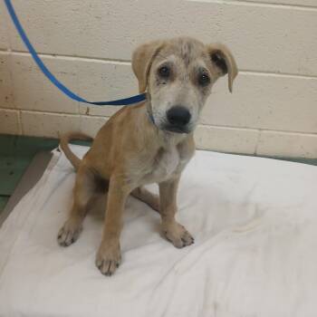 Mixed Breed Dogs Available for Adoption in Memphis, Tennessee - Sandiclare | PetCurious
