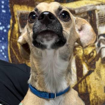 Raisin -  Pug Dog for Adoption in Copiague, New York - Raisin | PetCurious