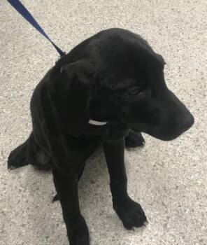 Labrador Retriever Dogs Available for Adoption in Conroe, Texas - A427369 | PetCurious
