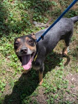 Nala -  Miniature Pinscher Dog for Adoption in Pittsburgh, Pennsylvania - Nala | PetCurious