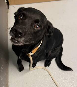Labrador Retriever Dogs Available for Adoption - Pen 133 Marty | PetCurious