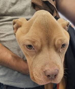 TACOBELL -  Mixed Breed Dog for Adoption in Palmetto, Florida - TACOBELL | PetCurious