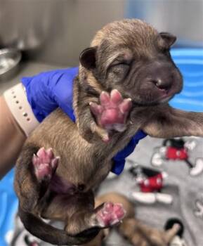 Mixed Breed Dogs Available for Adoption - LEO | PetCurious