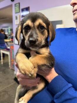 Mixed Breed Dogs Available for Adoption in West Chester, Pennsylvania - Dandelion | PetCurious