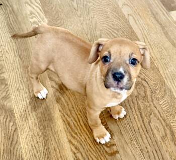 Beagle Dogs Available for Adoption - Phoebe And Spangle | PetCurious