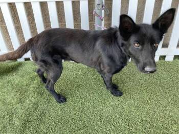 German Shepherd Dog and Mixed Breed Dogs Available for Adoption in Modesto, California - A610578 | PetCurious