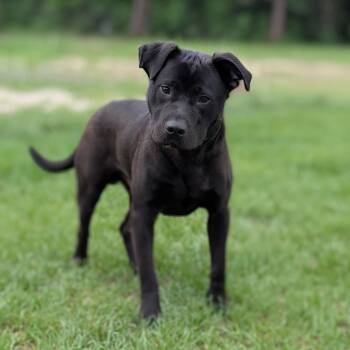 MOJO JOJO -  Mixed Breed Dog for Adoption in Cranston, Rhode Island - MOJO JOJO | PetCurious