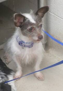 (318) -  Terrier Dog for Adoption in Marietta, Georgia - (318) | PetCurious
