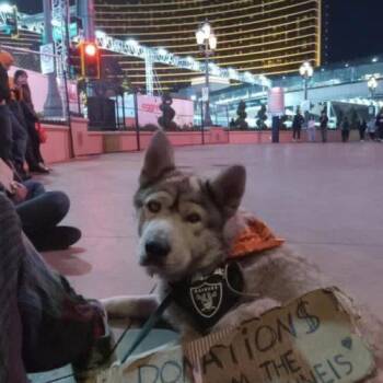 Husky Dogs Available for Adoption in Henderson, Nevada - Blu | PetCurious