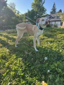 Chihuahua Dogs Available for Adoption in Bothell, Washington - Jasper | PetCurious
