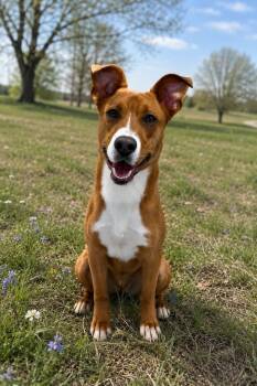 Jake -  Mixed Breed Dog for Adoption in Cranford, New Jersey - Jake | PetCurious
