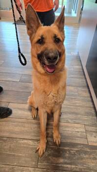 Auggie Yrly 231 -  German Shepherd Dog Dog for Adoption in Sidney, Ohio - Auggie Yrly 231 | PetCurious