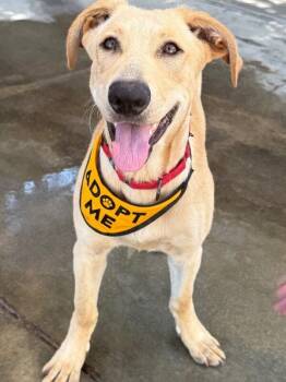 Copper -  Labrador Retriever and Shepherd Dog for Adoption in Los Angeles, California - Copper | PetCurious