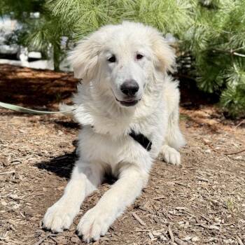 Great Pyrenees Dogs Available for Adoption in East Hampton, New York - Kolter | PetCurious