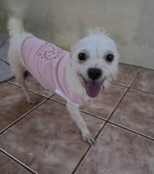 Leila -  Chihuahua and Terrier Dog for Adoption in Virginia Beach, Virginia - Leila | PetCurious