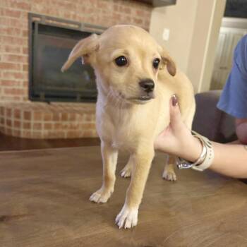 Gumbo -  Chihuahua and Mixed Breed Dog for Adoption in Lewisville, Texas - Gumbo | PetCurious